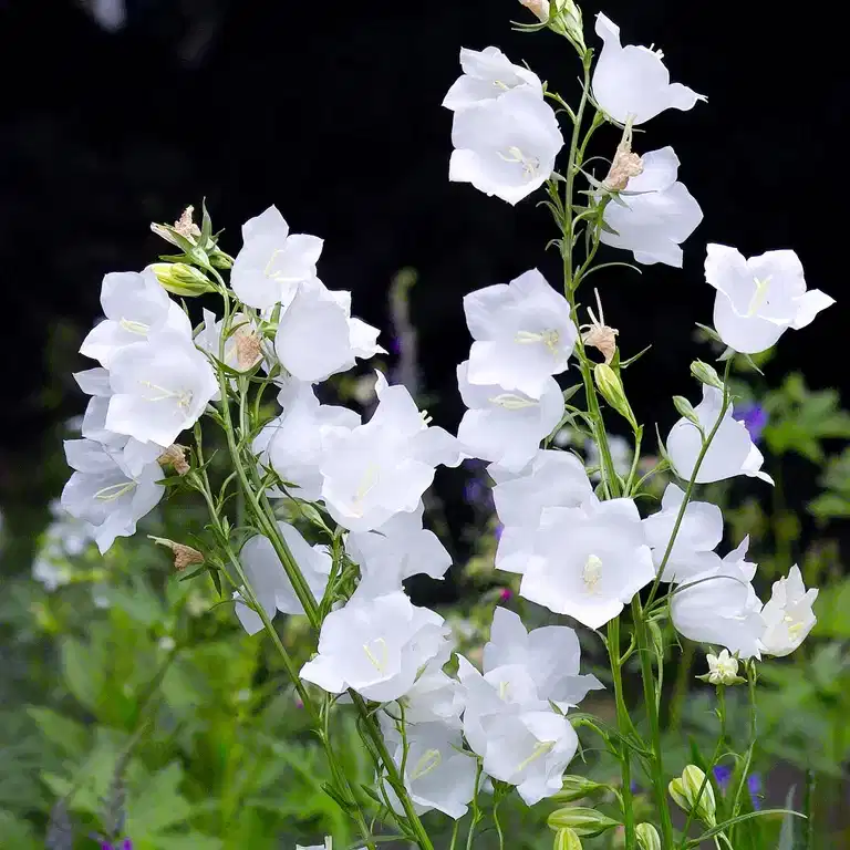 Campanula persicifolia 'Alba'