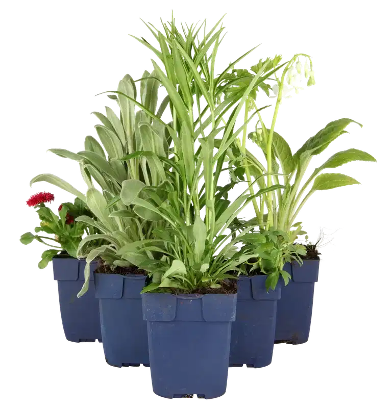 Origanum vulgare