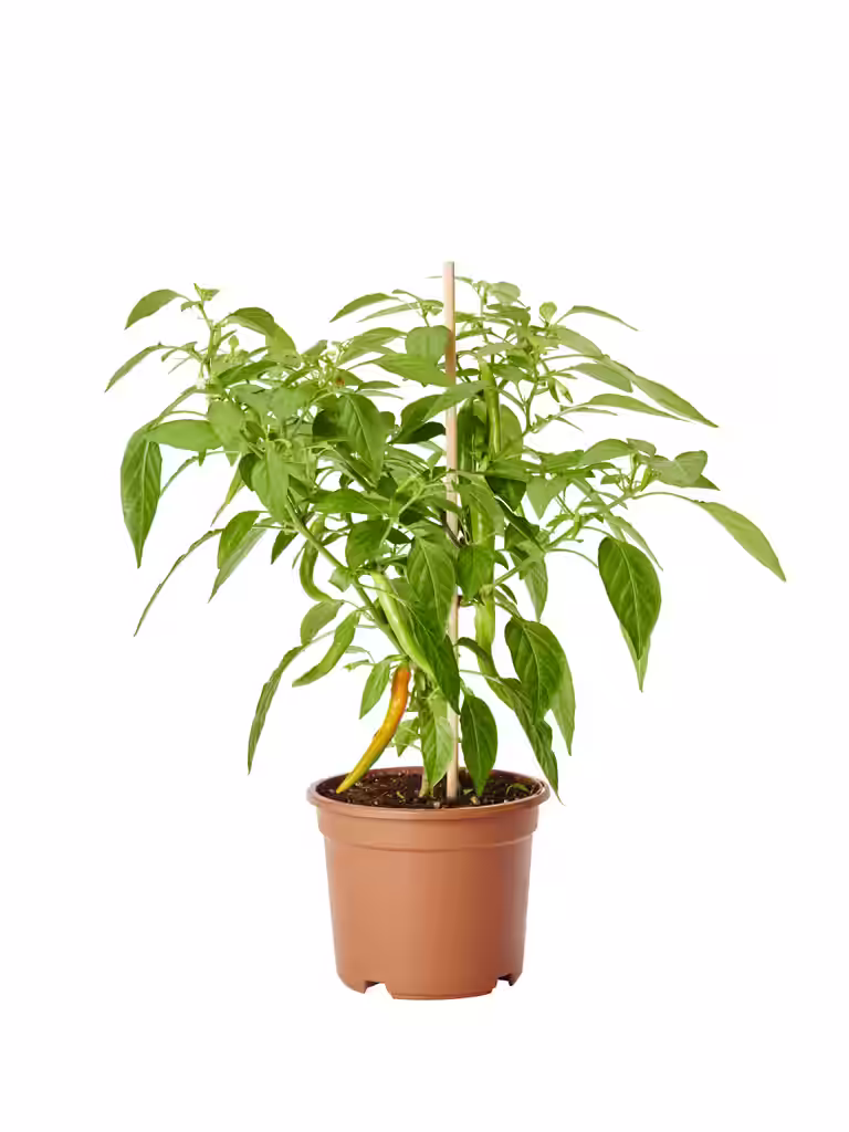 Chilli