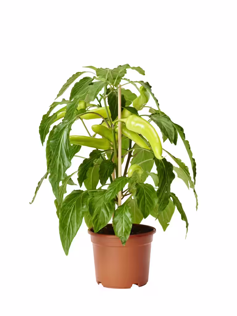 Chilli