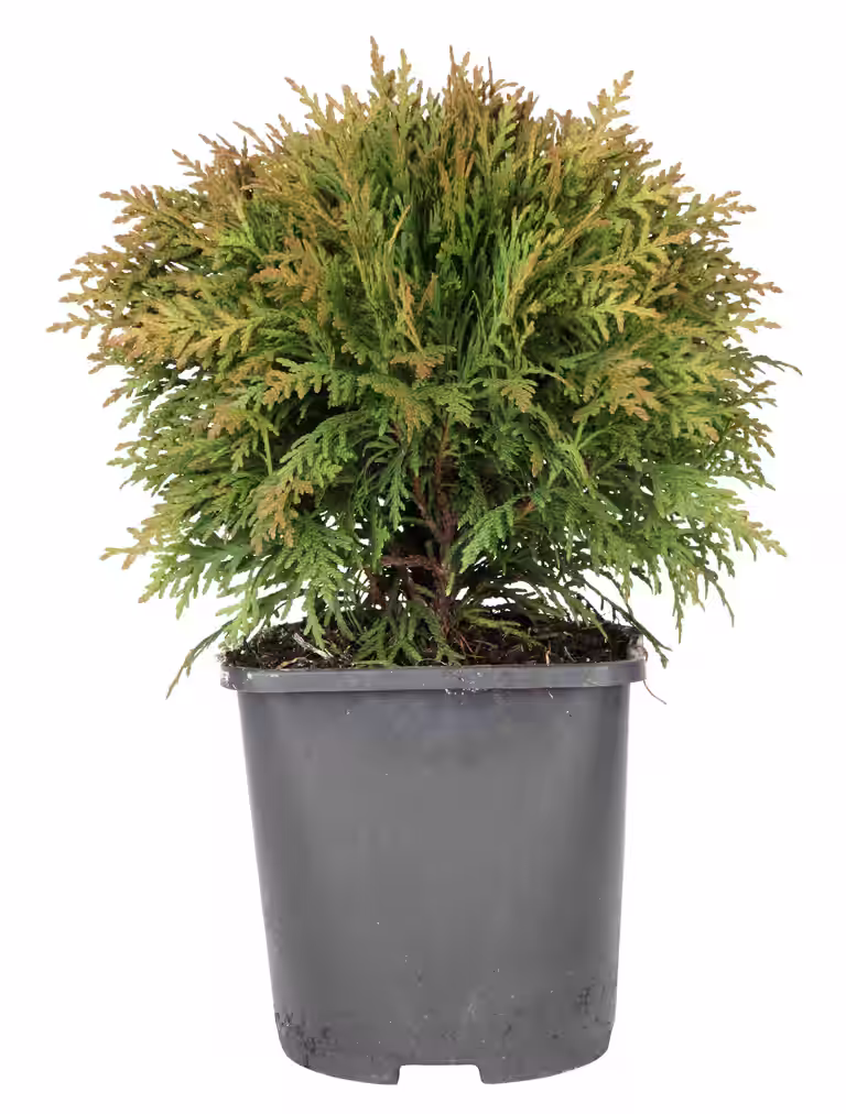 Tuja 'Danica'