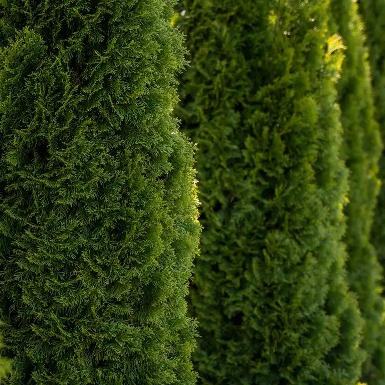 Thuja occ. 'Smaragd' 50-70cm 2L