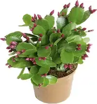Rhipsalidopsis 9 cm