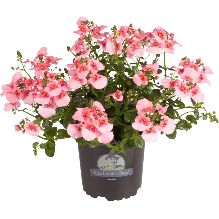 All N. Diascia 10,5 cm