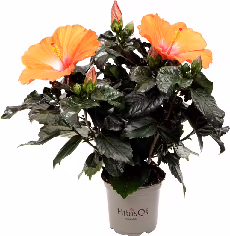 Hawaiirose