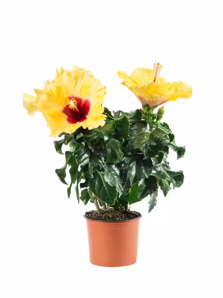 Hawaiirose