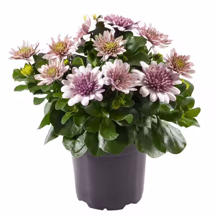 Spansk margeritt 'Paso Doble'