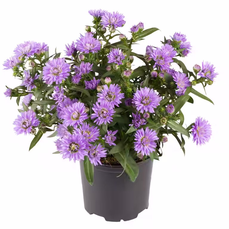 Aster