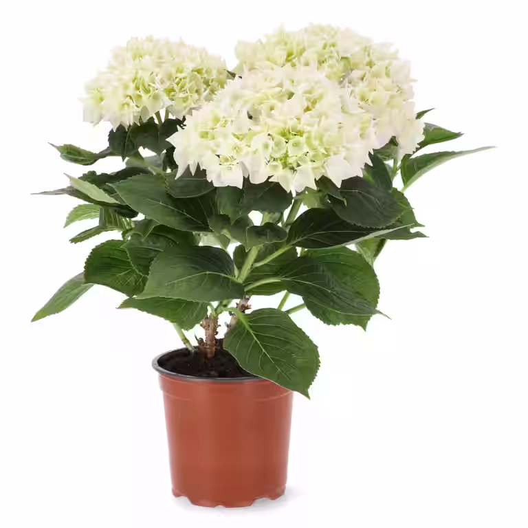 Hortensia