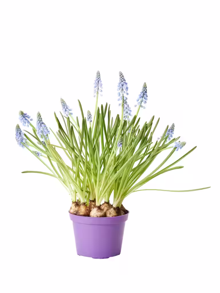 Perleblomst 'Blue Magic'