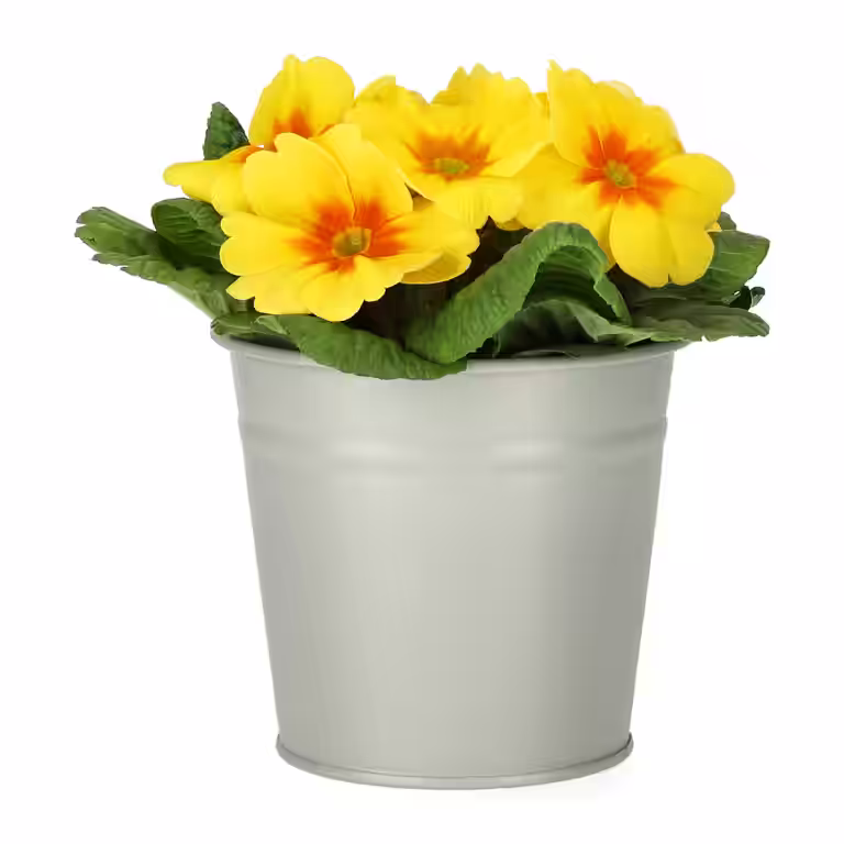 Primula