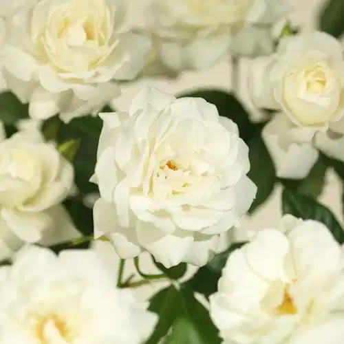 Rosa SWANY 3L
