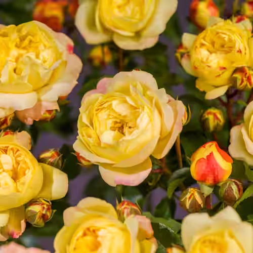 Stilkrose 'Lampion'