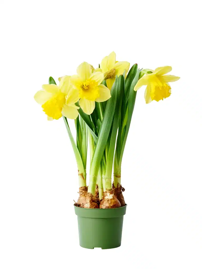 Narcissus 'Carlton' 13 cm