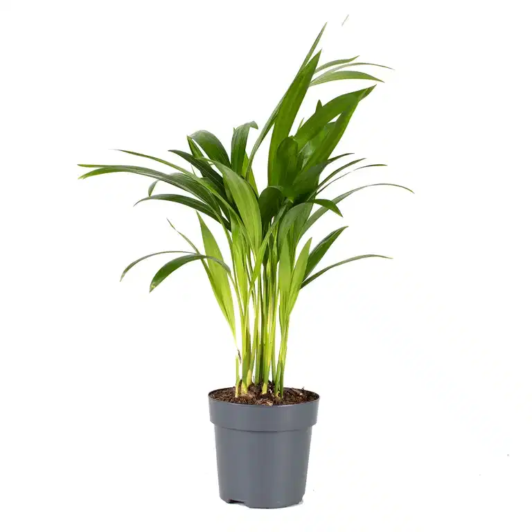 Dypsis lutescens
