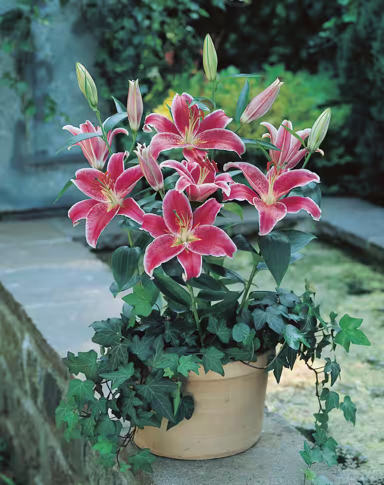 Lilje 'Star Gazer'