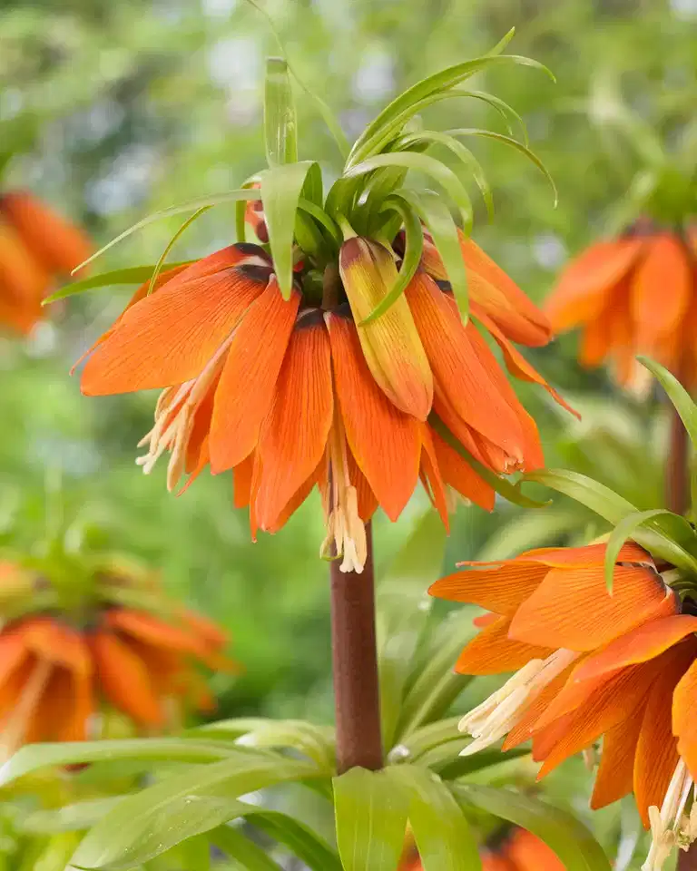 Fritillaria Imperialis Orange