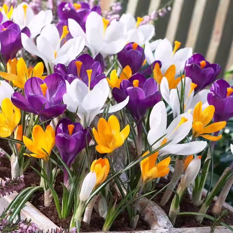 Krokus miks ØKO