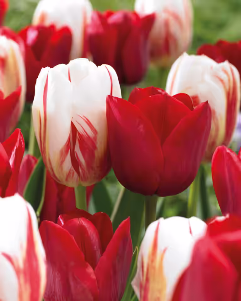 Tulipanmiks Love Circles