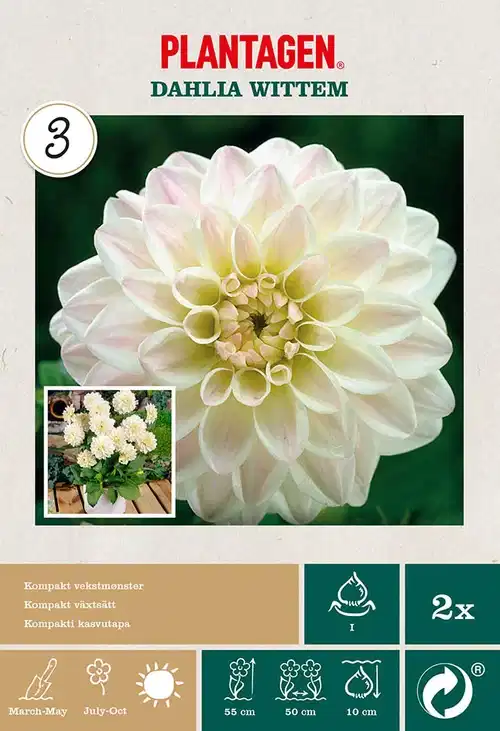 Dahlia Park Wittem (deco)