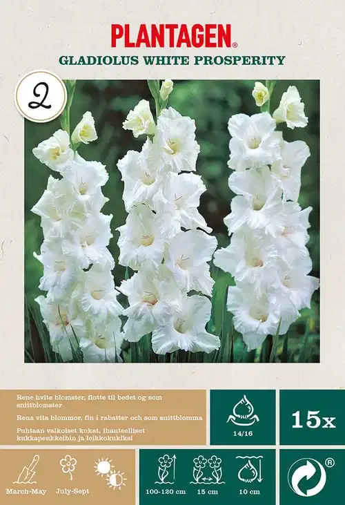 Gladiolus Large Flowering Whit