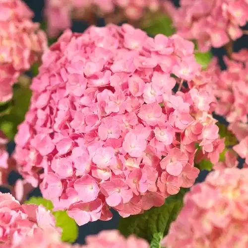 Hydrangea macrophylla Pink 21cm