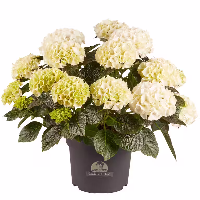 Hortensia