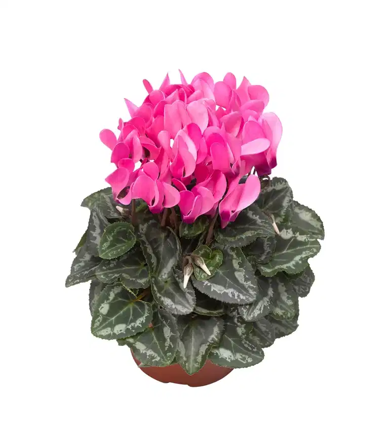 Cyclamen Pink 10,5 cm