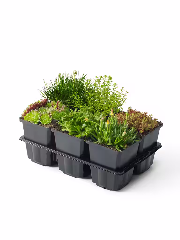 Stenbedplanter, miks