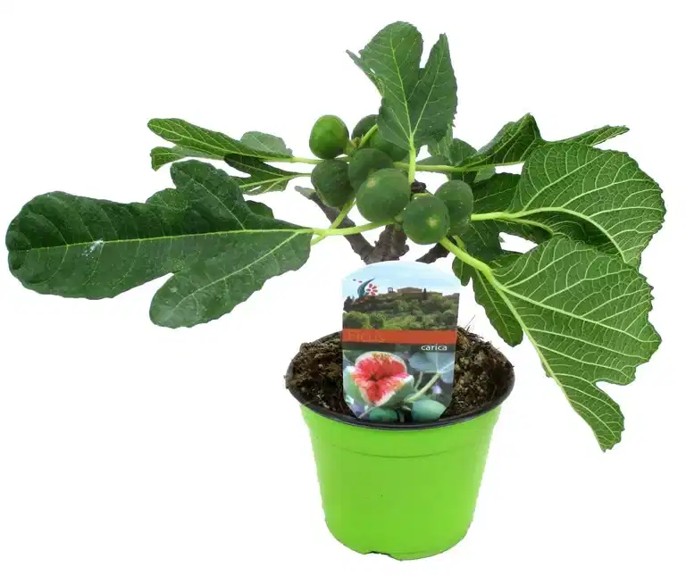 Ficus carica 14 cm