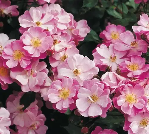 Rosa LAVENDER DREAM 3L