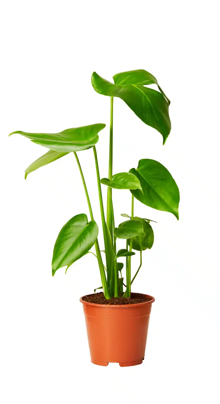 Monstera deliciosa