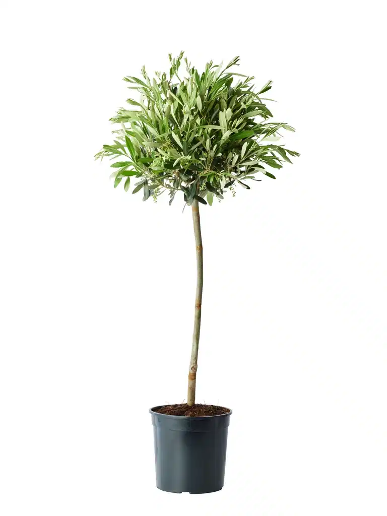 Olea europaea stem 19 cm