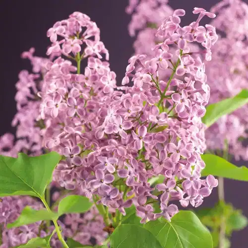 Syringa vulgaris 2L