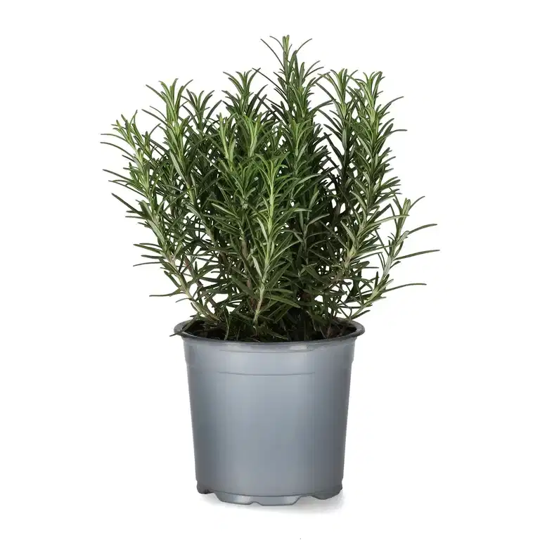 Rosmarinus officinalis 14 cm
