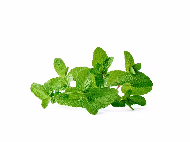 Mynte 'Moroccan'
