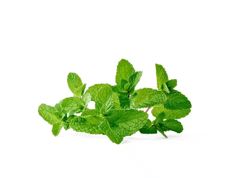 All N. Mentha x villosa 'Moroccan' 12 cm