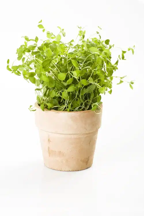 All N. Origanum vulgare 12 cm