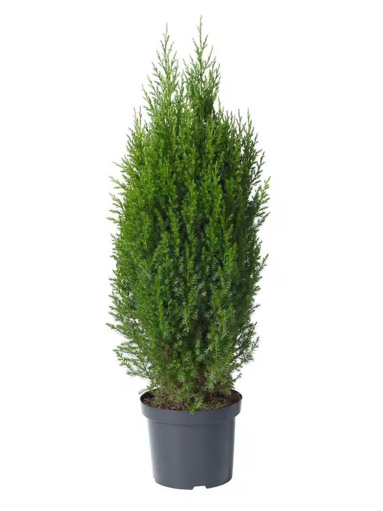 Juniperus chin. 'Stricta' 26 cm
