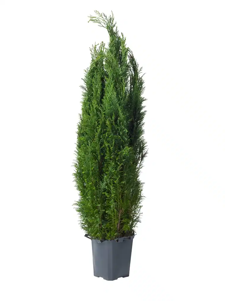 Chamaecyparis l. 'Ellwoodii' 24 cm