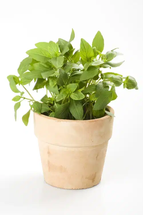 All N. Ocimum basilicum 12 cm