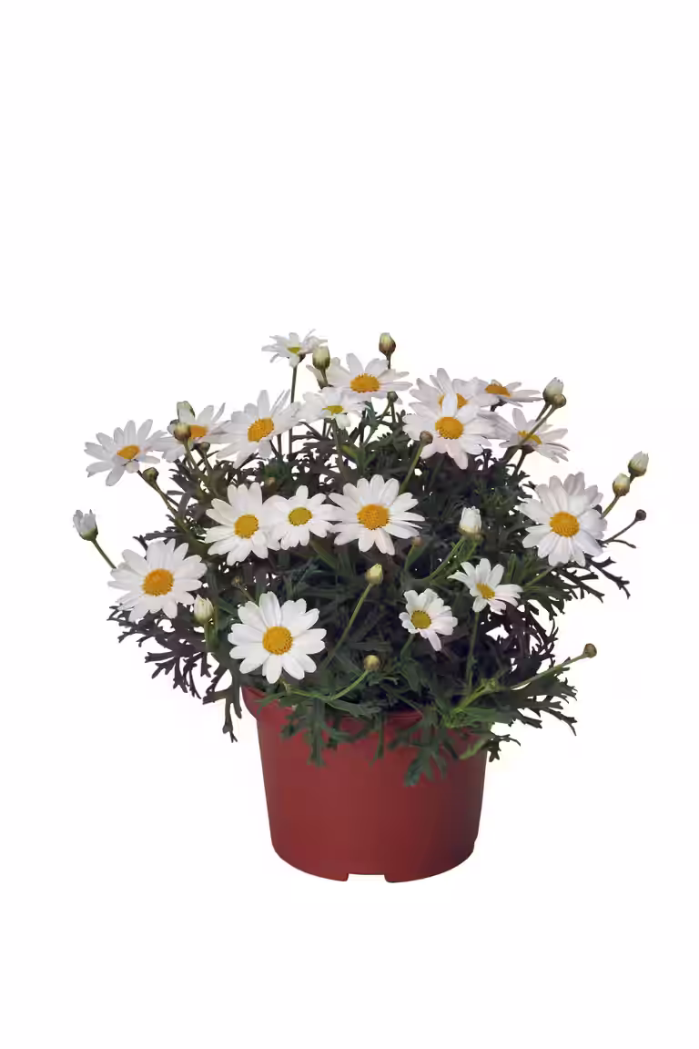 Margeritt Dana
