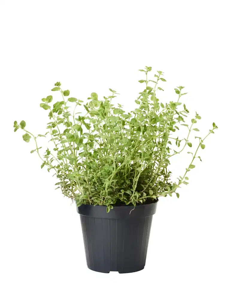 Origanum vulgare 17 cm