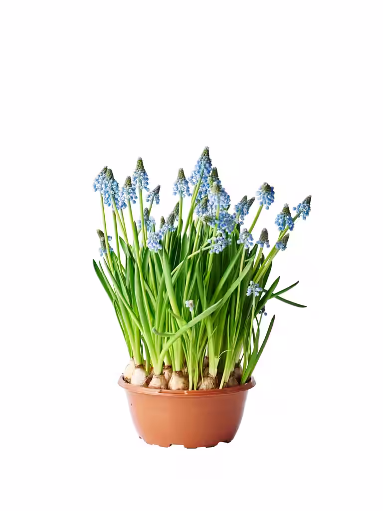 Perleblomst 'Big Smile'