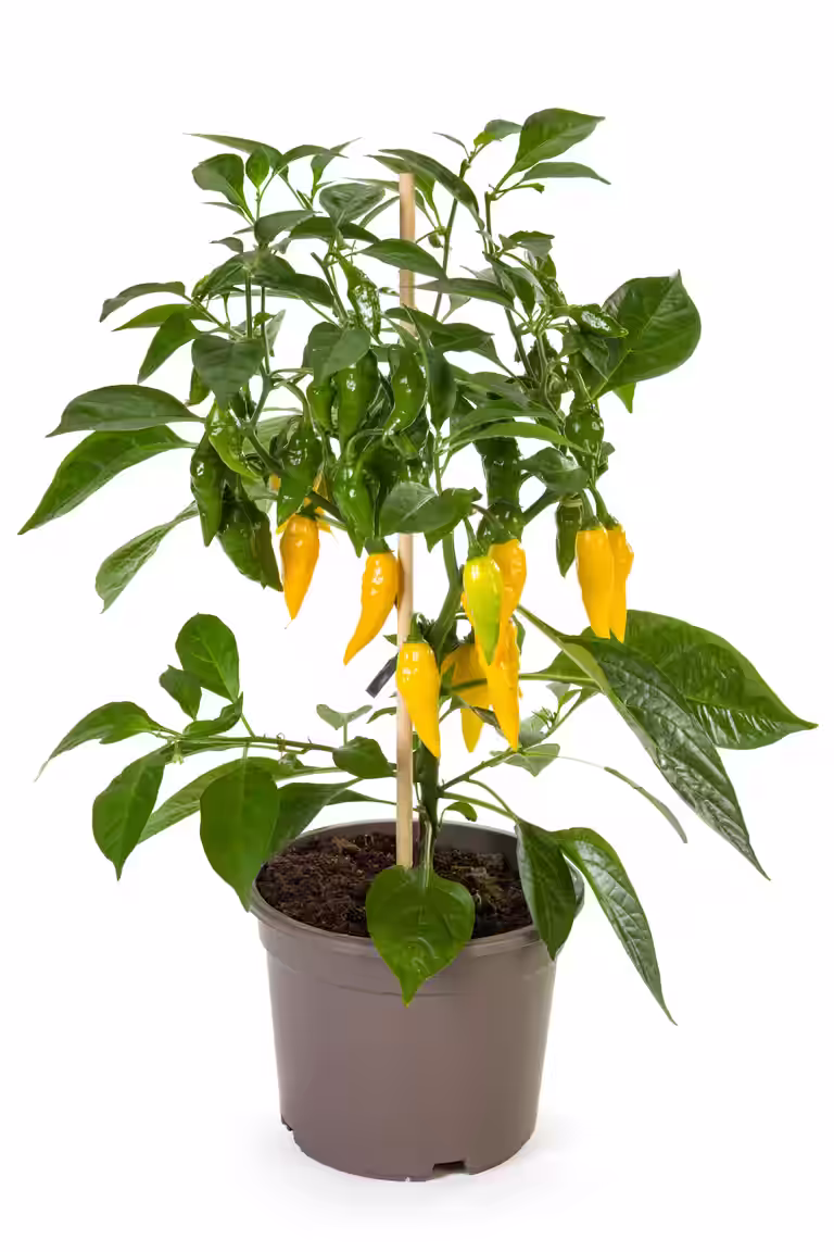Chili