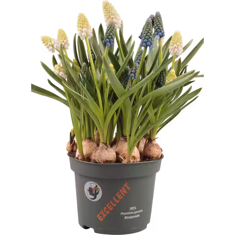 Perleblomst  'White & Blue '