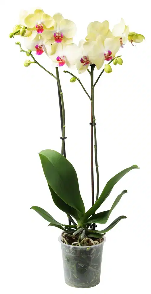 Phalaenopsis