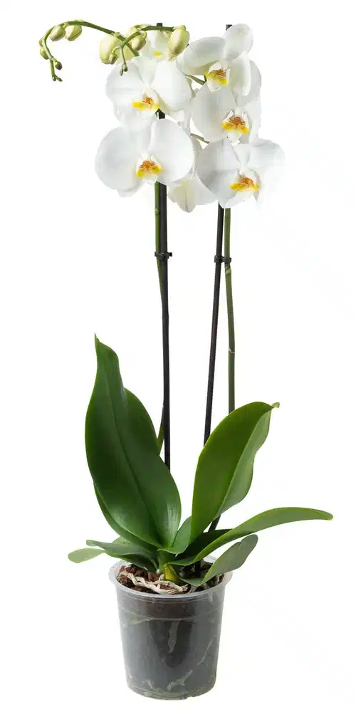 Phalaenopsis