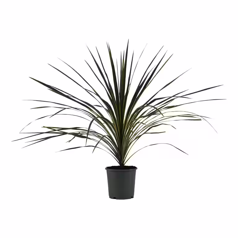 Australdrakelilje 'Variegata'