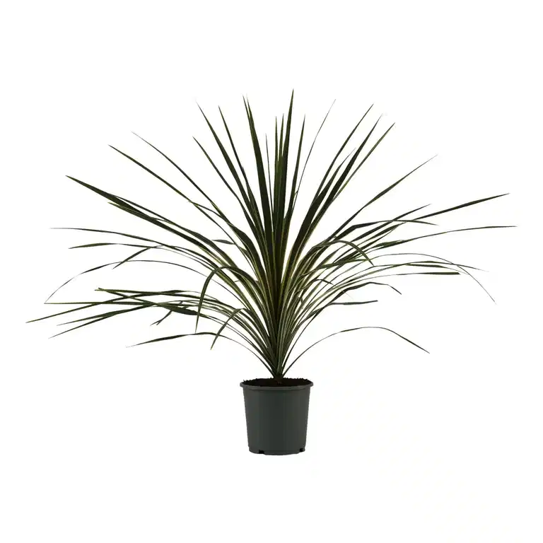 Cordyline a. 'Variegata' 17 cm